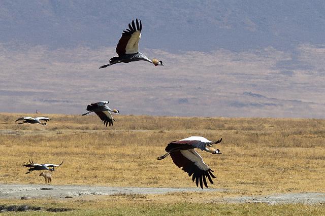 131 Tanzania, Ngorongoro Krater, kroonkraanvogel.jpg